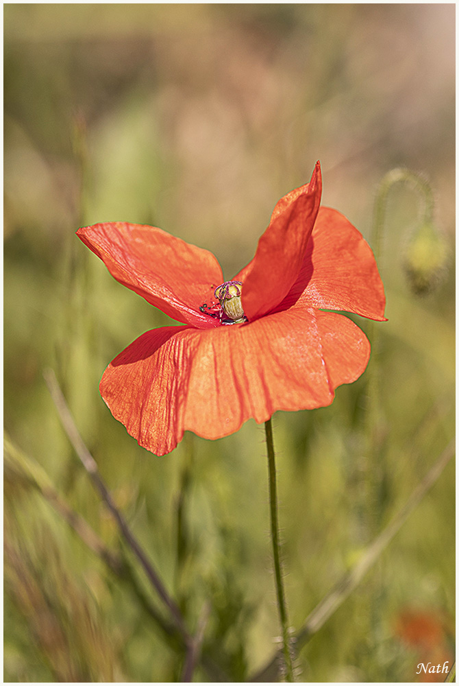 coquelicot_9.JPG.d722a715d798829bd5671a483472a883.JPG
