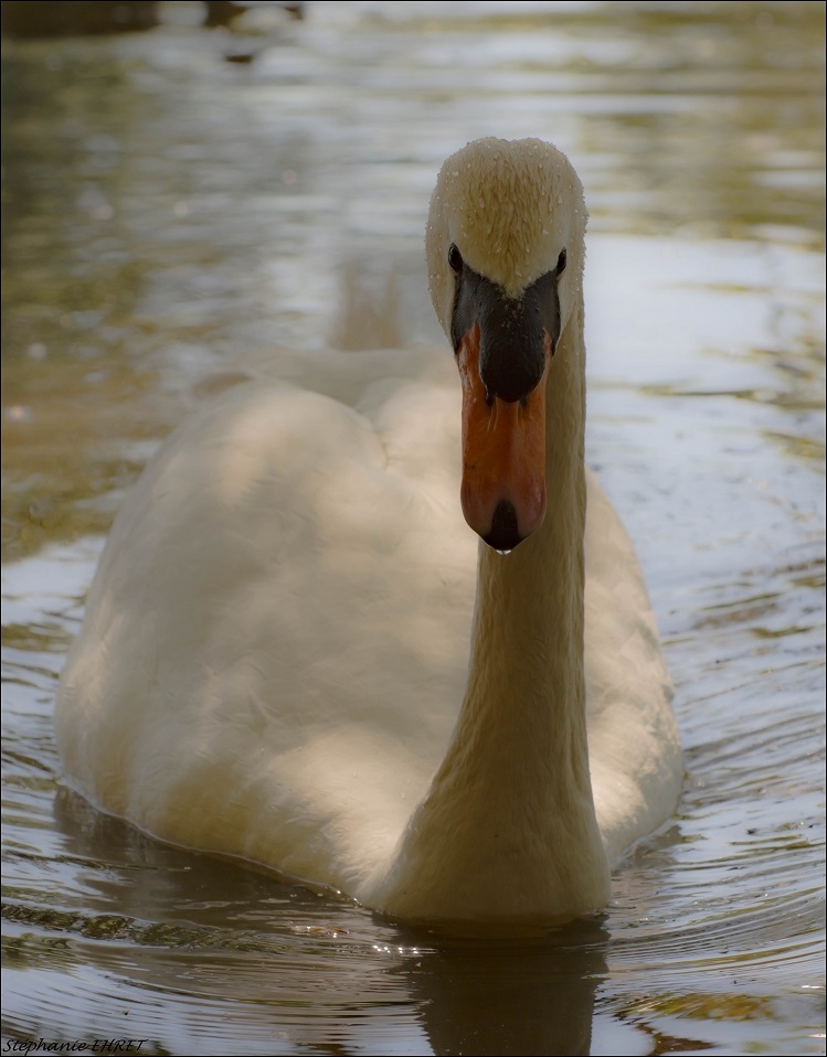 cygne4.jpg.e364b9342032628db6777a9905deeef8.jpg