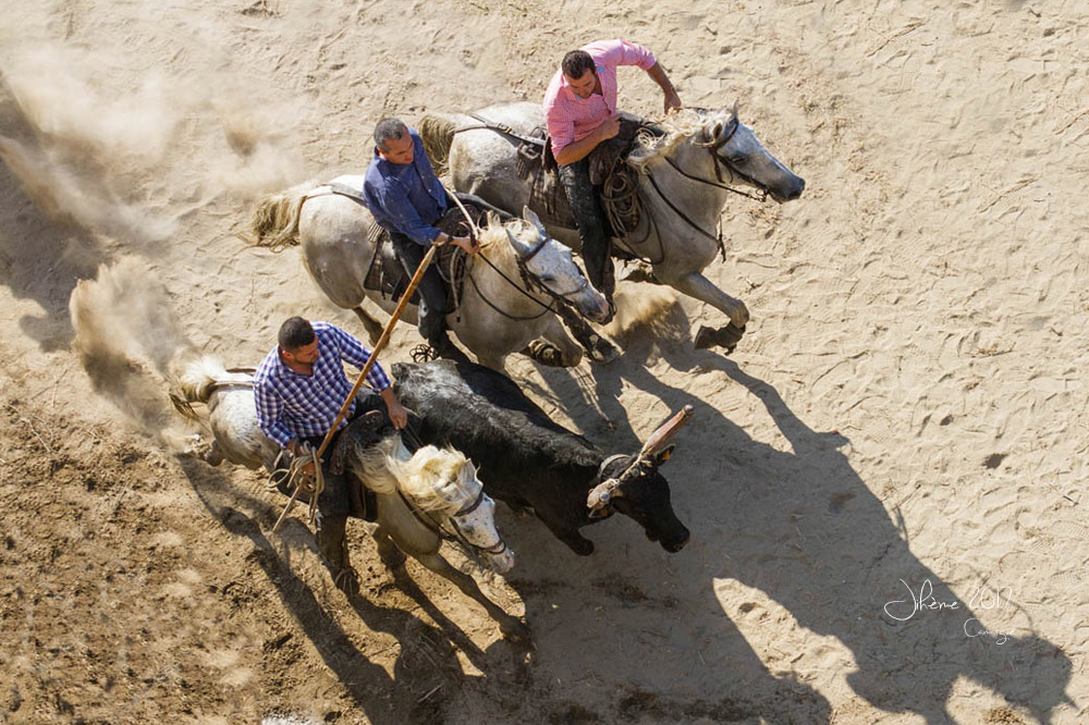 1005298588_2017Camargue.jpg.0b74b9493ebba82a78c421337aa7b7f5.jpg