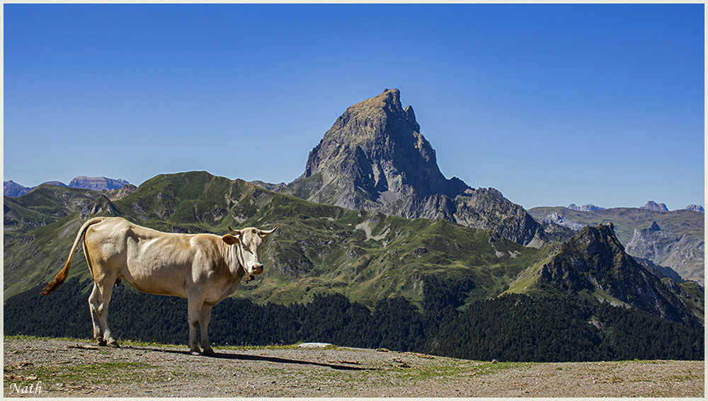 1049401634_LabarnaiseaupicdumididOssau.jpg.38ec10f96b75111a2de98bfbd52a7e60.jpg