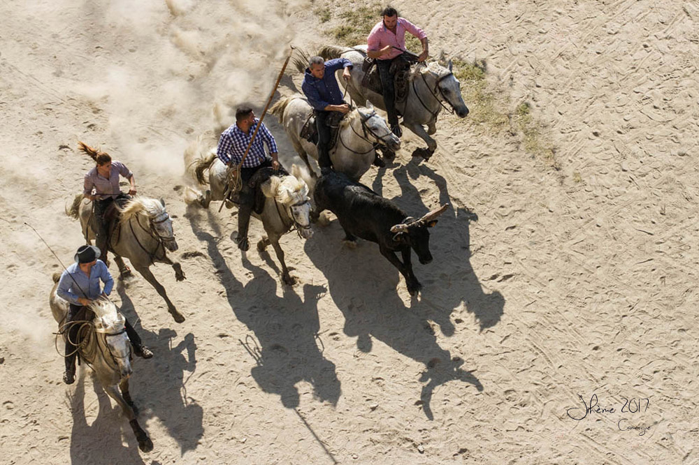 1519185863_2017Camargue2.jpg.9f9619d080bb807909404bf23b9dd0cb.jpg