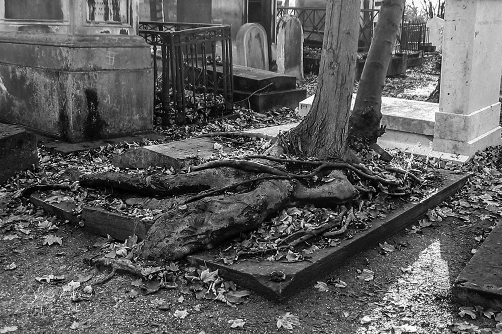1594715993_2016parisennbleprelachaise.jpg.3a920e3e80898d1f6bda2ce34e8be436.jpg