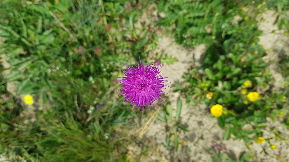 20180714_103513.thumb.jpg.13695907821f51cce138fb0f4cf34418.jpg