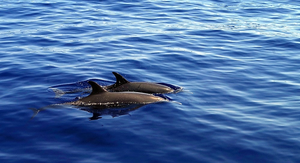 393813299_IMPG8645D.jpg.21faf0d902f1eb98b263ec027f4f8184.jpg
