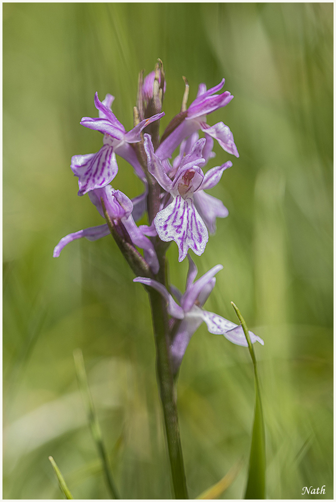 489084579_Orchis(bouffon).JPG.5e0f9851279bdf0c03cd6c56d1209922.JPG