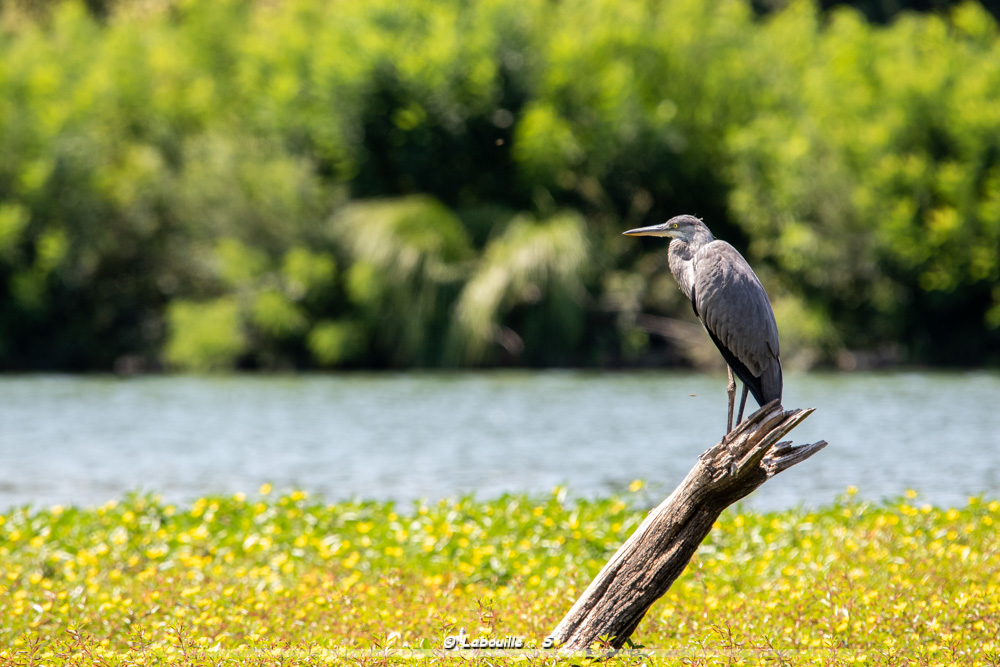 7d-6636.jpg.ead8e221cb7c36105f9f34eacdd0a31d.jpg