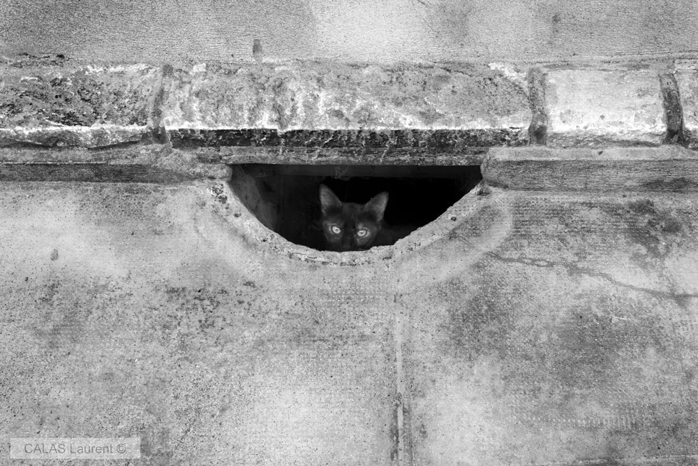 Chat-de-Puylaurens.jpg.81074a12333b4c6c6985b9654ea6398e.jpg