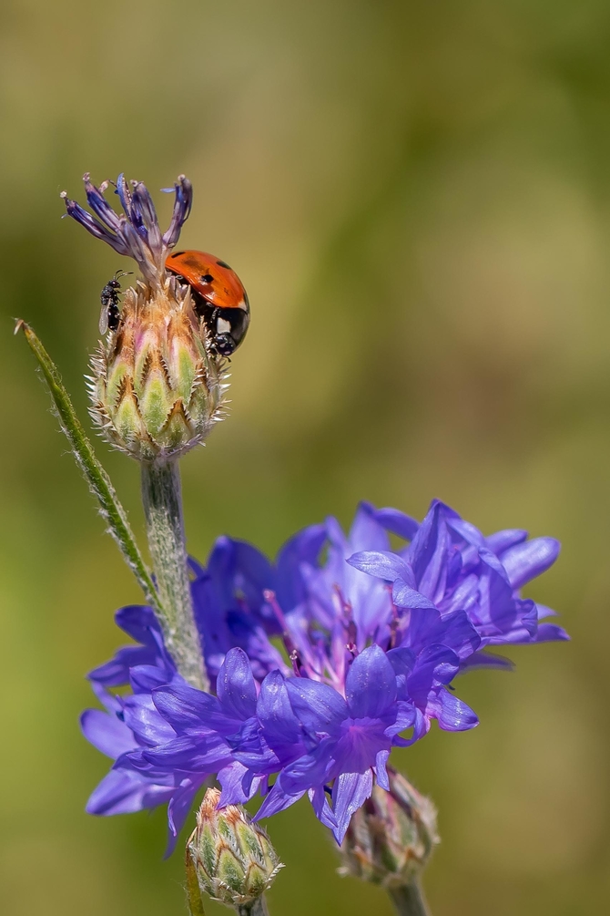 Coccinelle.thumb.jpg.3c9df9fdf38370bcea2e36605aace024.jpg