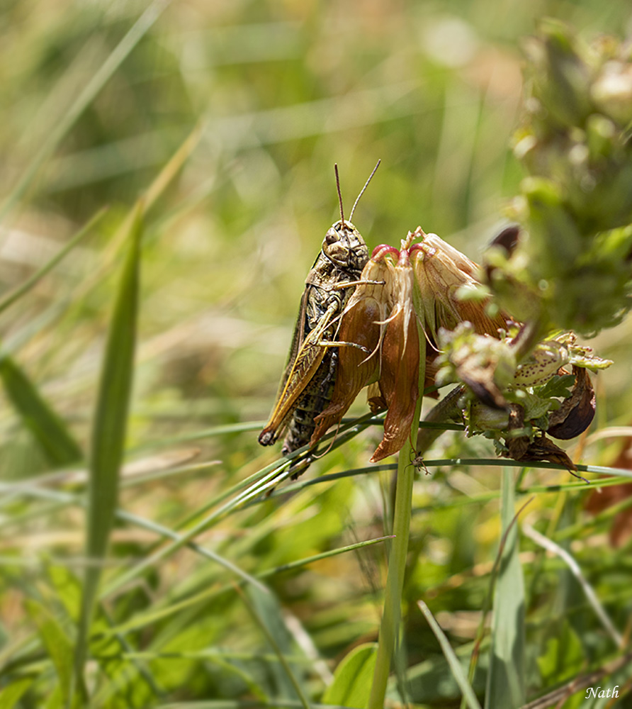 Criquet_2.JPG.0d490169ae215028fa6303b36102b1e9.JPG
