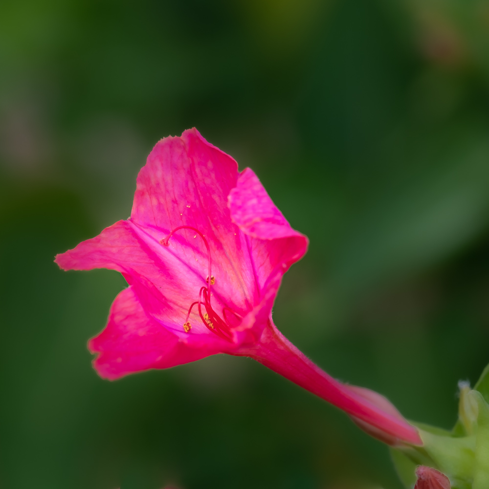 DSCF2525.jpg.8151f95c1e8a27ab0b0a6daae9b48ed5.jpg