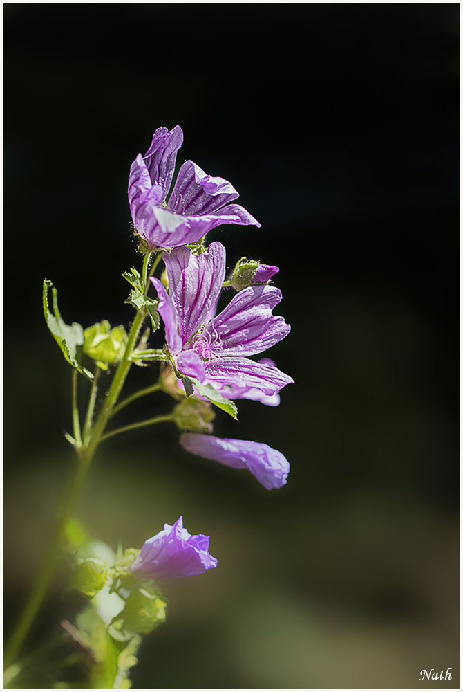 Fleurs_1.JPG.0606f2cca21c8623260bb9f6bf61b201.JPG