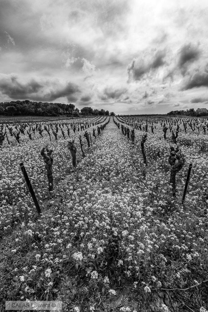 Fleursvigne.jpg.e3ea9bb2ac1f6abcdda7763fdaa1de37.jpg