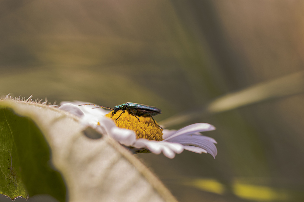 Insecte_2.JPG.a1e2a3bd86789fd79a06a6077f4207cb.JPG