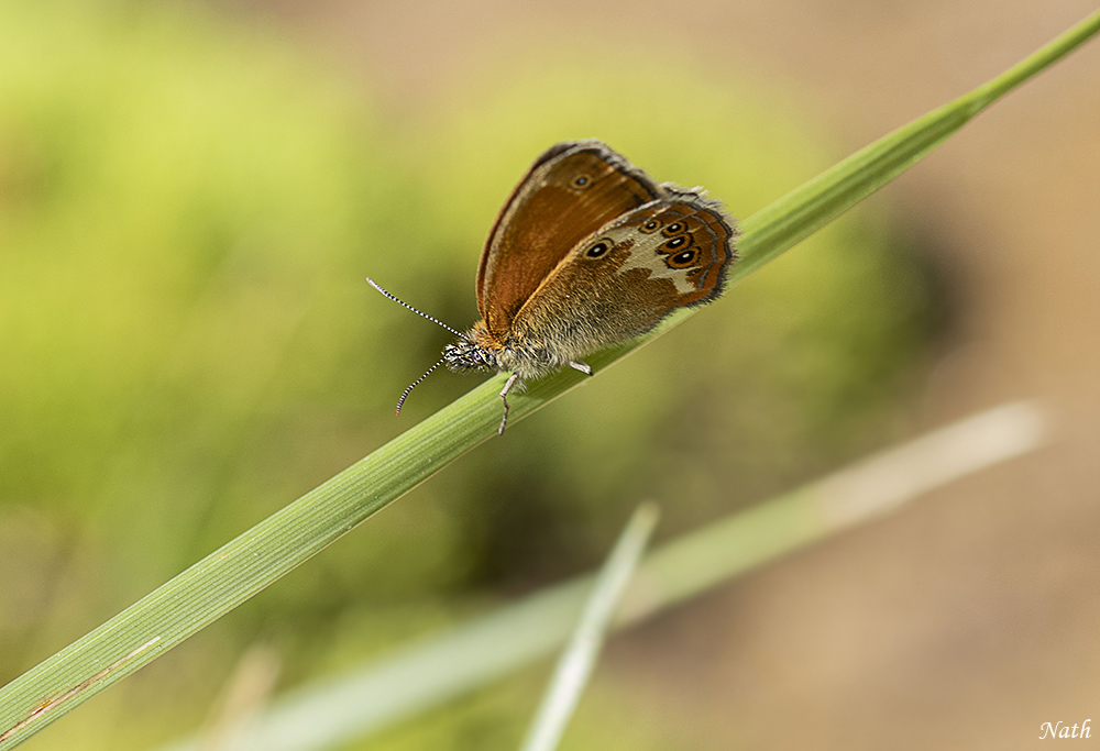 Papillon.JPG.aff1876412861b94147f939c427666b8.JPG