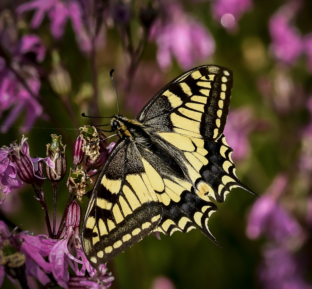 _DSC2977-18.jpg.1ccd383673b8eefb3f77e92fcb3e0be9.jpg