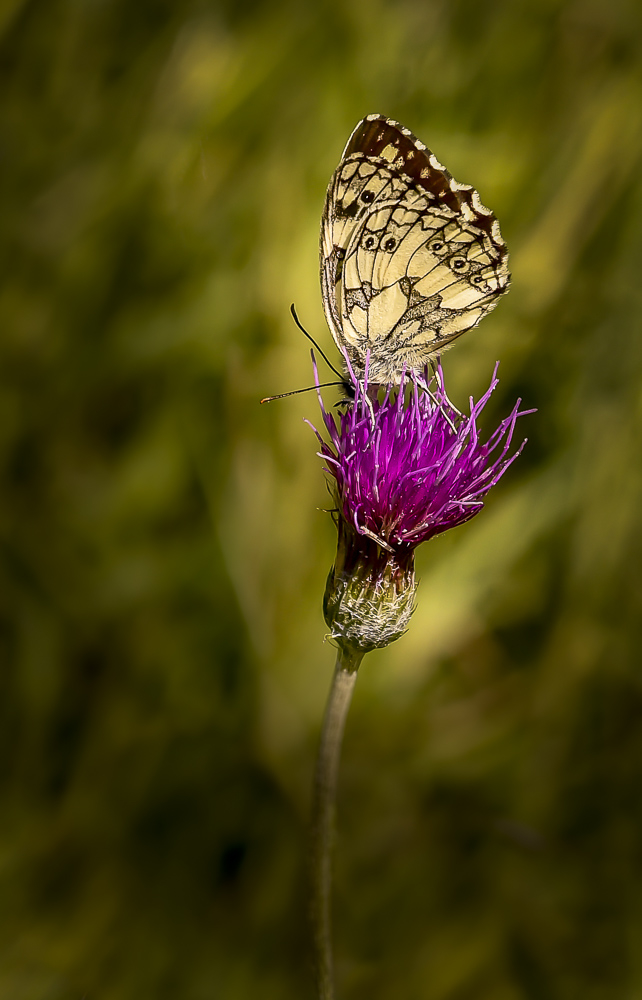 _DSC3302-6.jpg.1f486b90601947267367f27746d51dc5.jpg