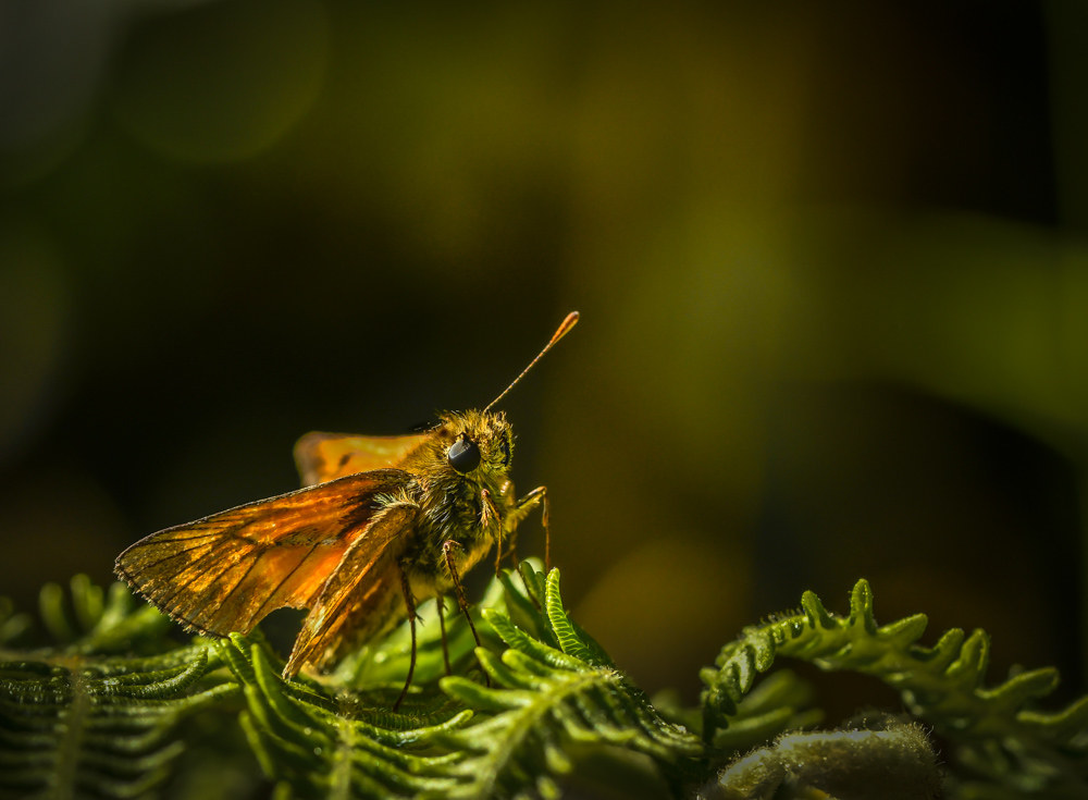 _DSC3381-3.jpg.2d670f115c1916bc94c2a9ad6e94f5ab.jpg