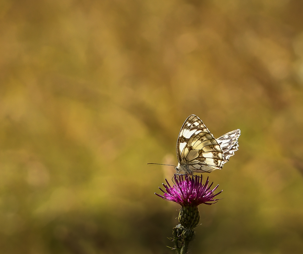 _DSC3510-3.jpg.cb987264803a7607a9341f142760798d.jpg