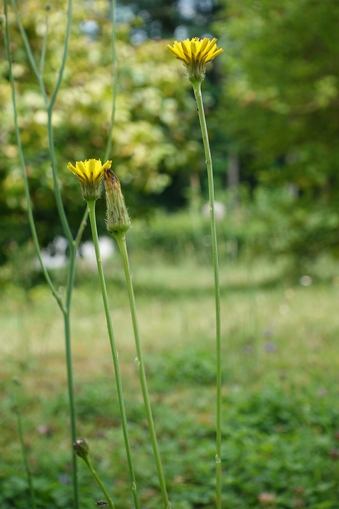 fleur jardin.JPG