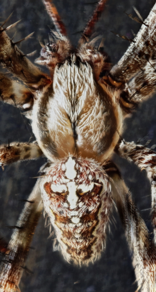 2019-05-18-20.51.16 ZS PMax.jpg