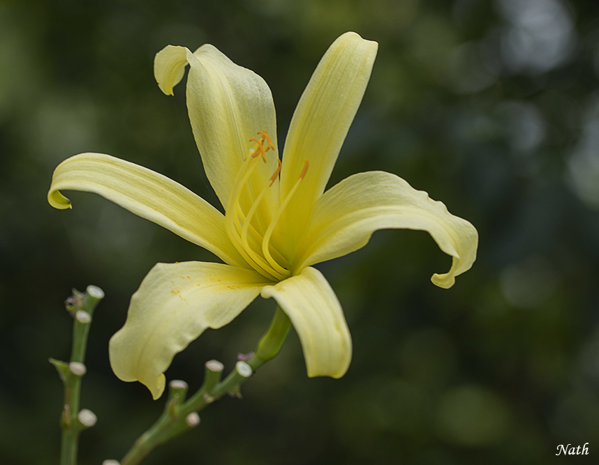 1621988042_Hmrocallecitron(N.EChineCore).JPG.fd7f820862bfb03a8cd052a01f498907.JPG