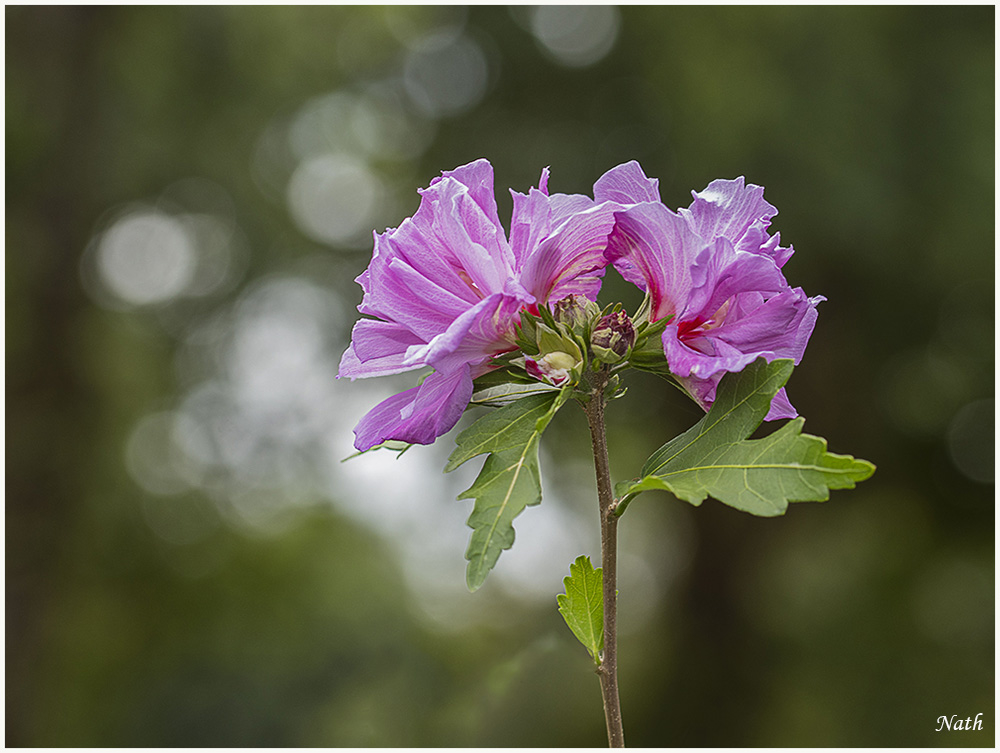 1646062858_Hibiscus_5.JPG.d88c669db0f438ddf0d651f8cd6f379e.JPG