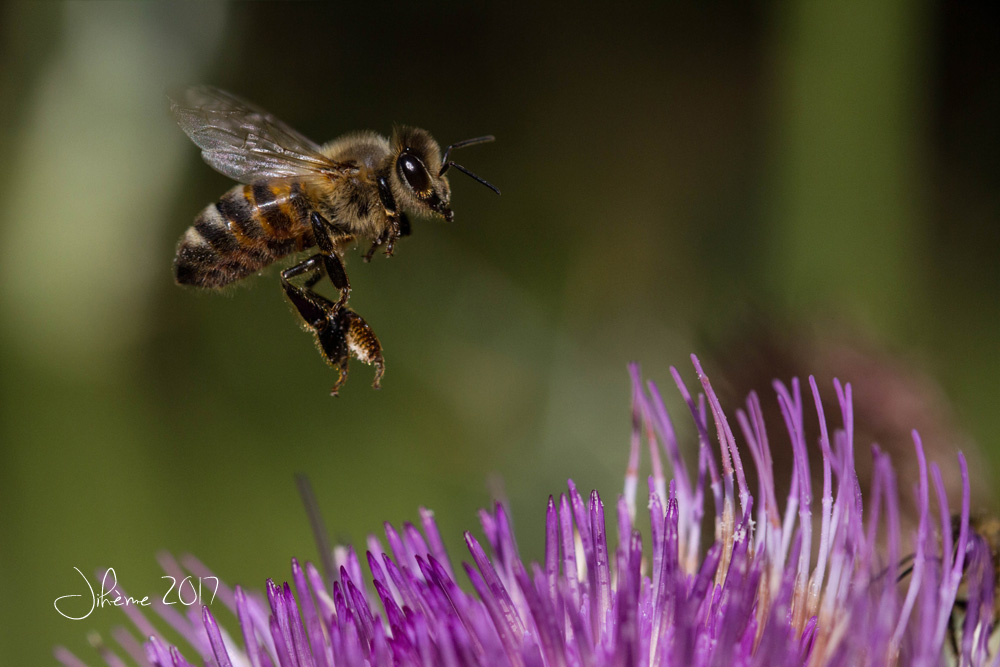 1705421791_2017bzzzzzzz.jpg.26ff867753b316f0b52f48c10b55b787.jpg