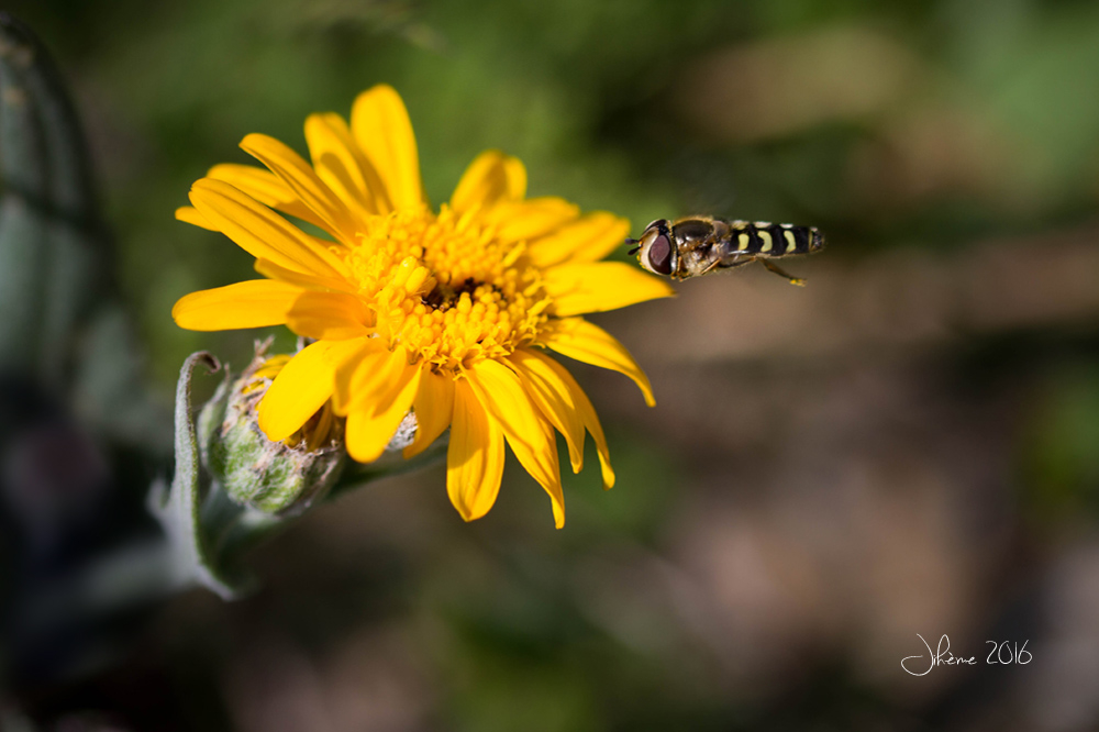 385346785_2017syrpheetarnica.jpg.4a40876b8904255ef7855aad2b0f3df9.jpg