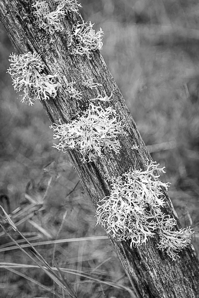 442231600_sanstitre-30.jpg.2c9a54534970efcb7c3b542cd8a65dbd.jpg