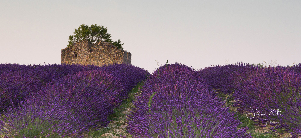 780885690_2015valensole2.jpg.0d9bc63a02f3ba370ff8b623b0d8ad0c.jpg