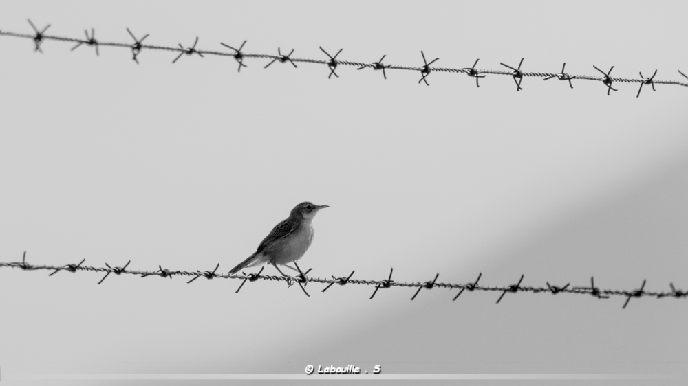 7d-6797.jpg.3d7a68c1c369dea51cda0f1dbca7ec79.jpg
