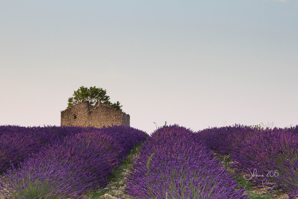 832829968_2015valensole1.jpg.eda3f1509f1ec55ecaa72dc794f88ecf.jpg