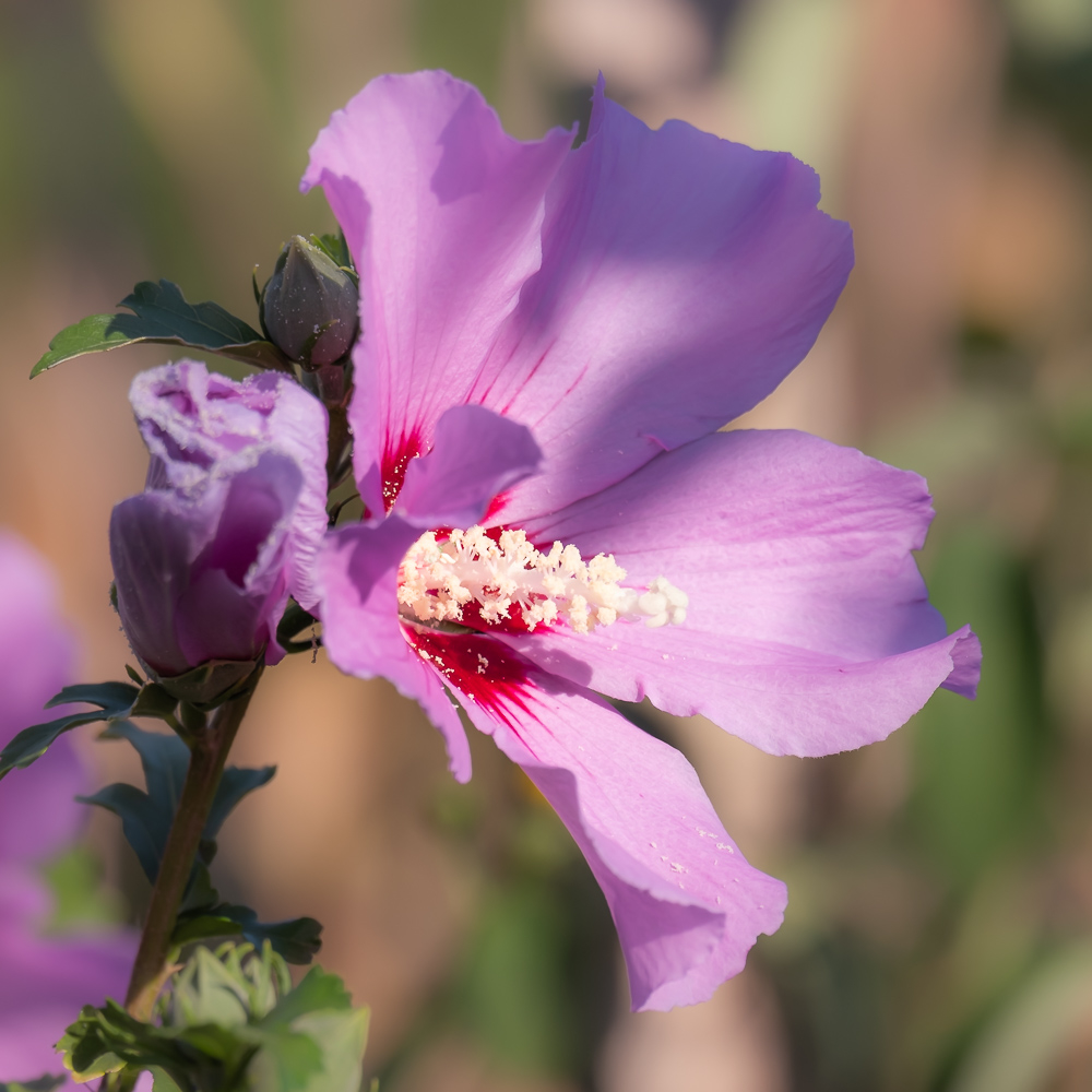 DSCF6350.jpg.a44eff0a757426c8c09fd7ea2db2e938.jpg