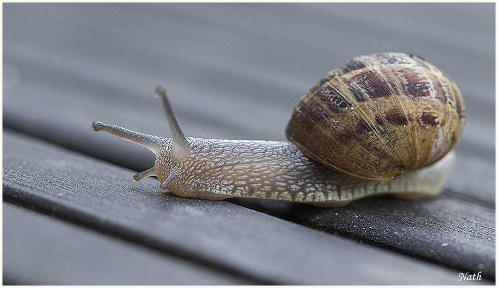 Escargot_1.JPG.ea4cf8122ae04932891e88497b454361.JPG