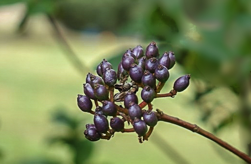 _-2.jpg.60bb26677b713c694277a0af49dcd937.jpg