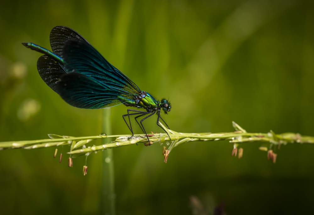 _DSC2949-2.jpg.4cc76b43c9fe4a63e083eeff4de560ad.jpg