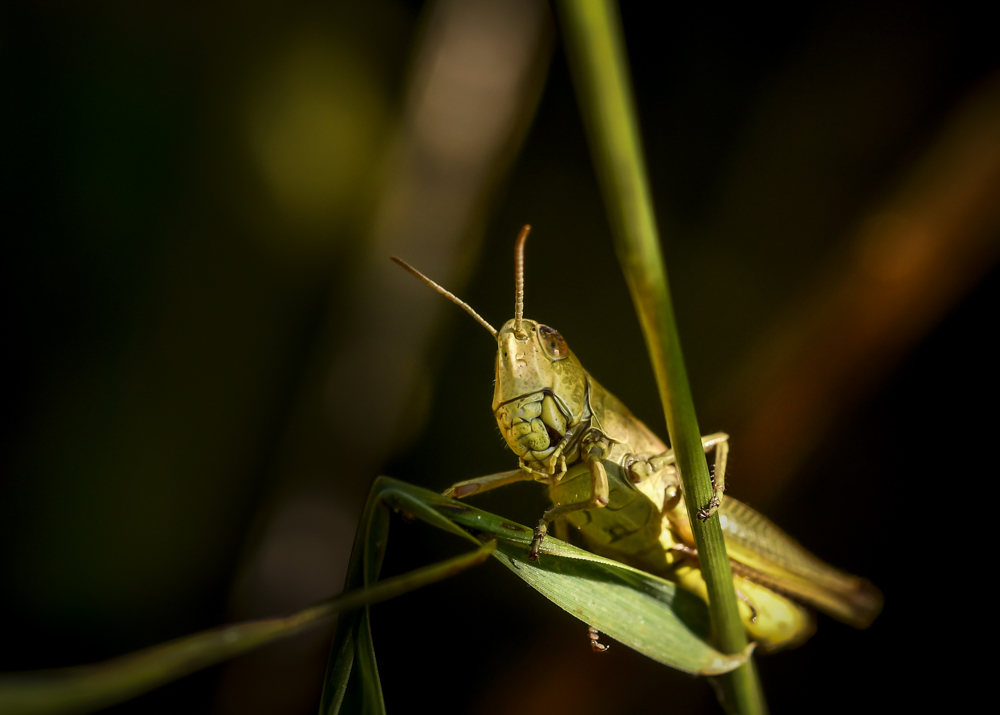_DSC3483-2.jpg.d1467ded5359318b1751896d8426d218.jpg