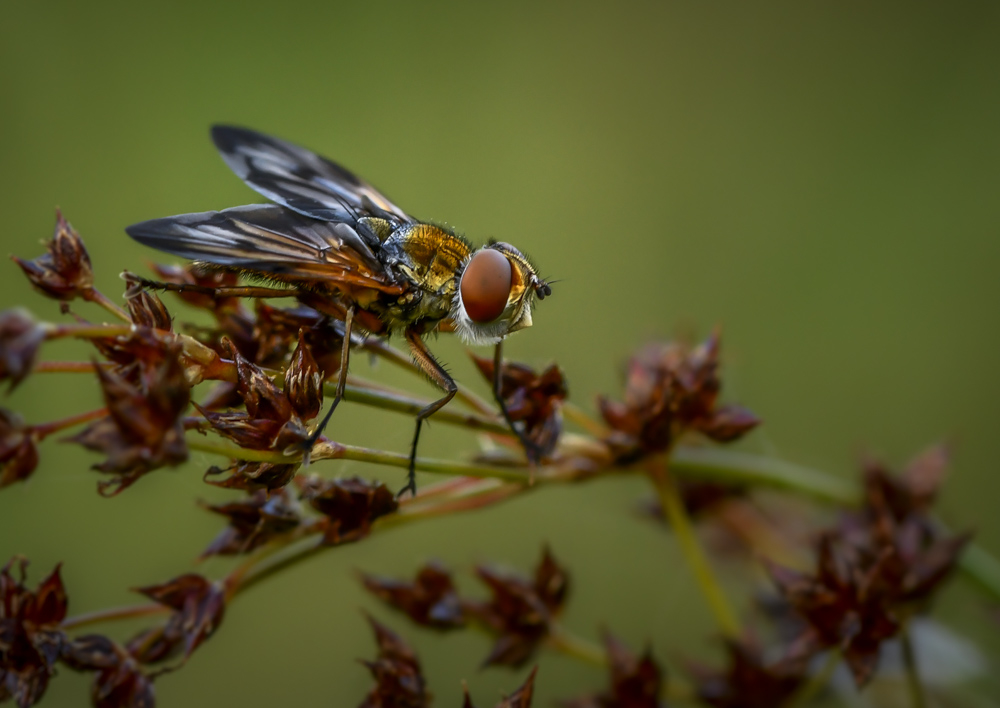 _DSC3698-1.jpg.8fabc038c948e1e4c904936cf89086ca.jpg