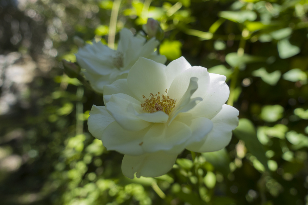 _DSC4527.jpg.44134409340e7d1c437f2d0466cd28c2.jpg
