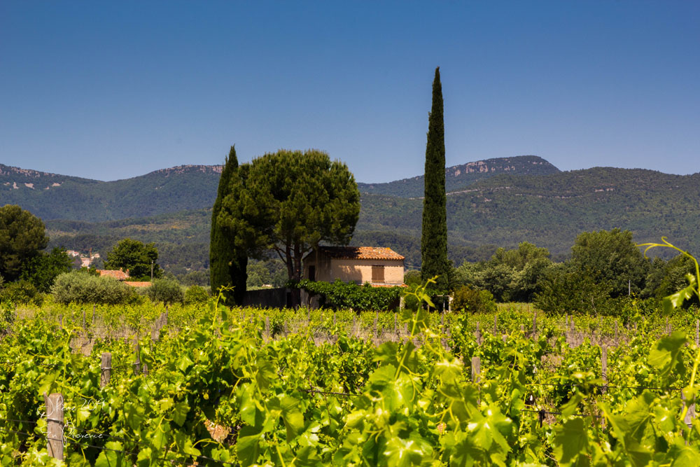 1784319772_2019enprovencecuers.jpg.eb2c9724092d3c96334d3e152b8466e4.jpg