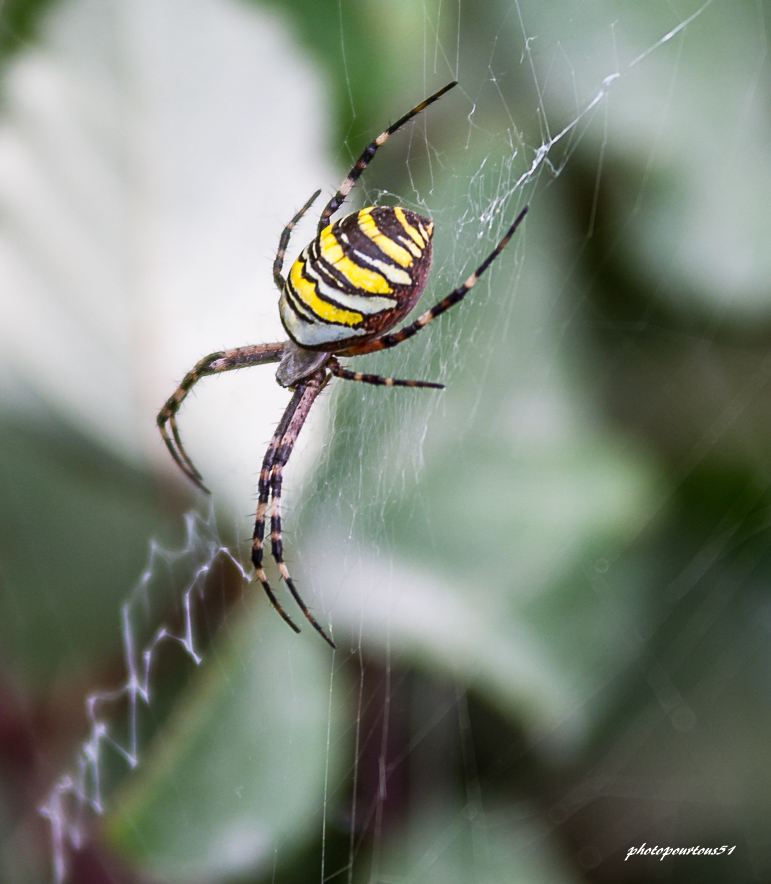 280142103_peirefascie.jpg.64fcfa4780eb0ac2fbc136750849ac15.jpg