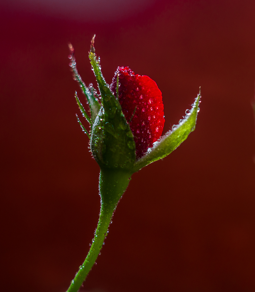 _DSC8707.jpg.7f511536f2d359fd52ec12103961abff.jpg