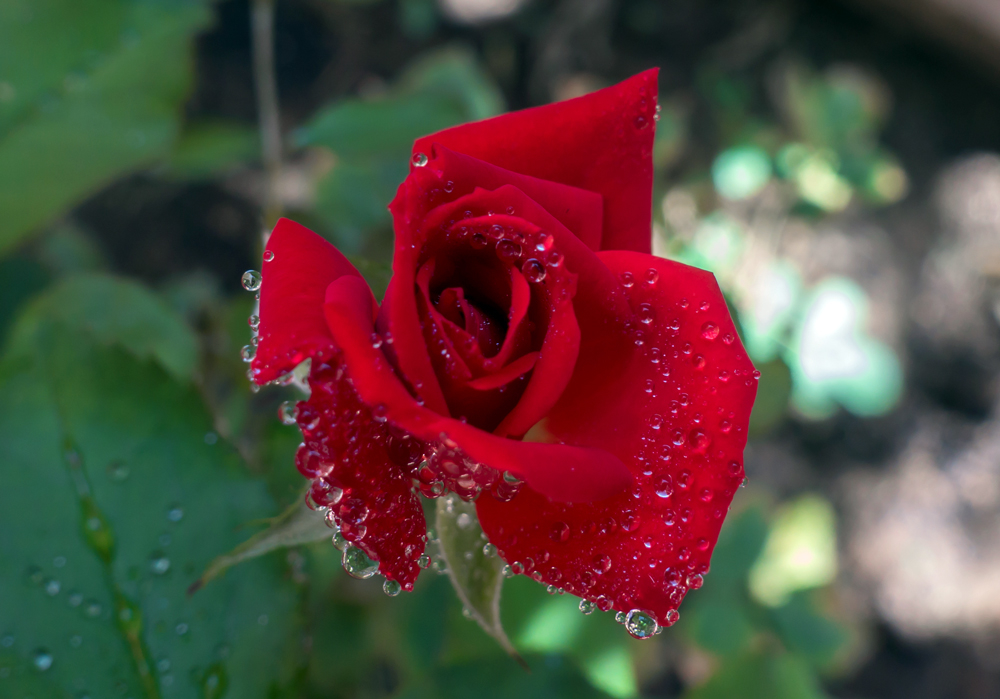 _DSC8736.jpg.f830f82b9e2ff13c4817bb442b4725aa.jpg