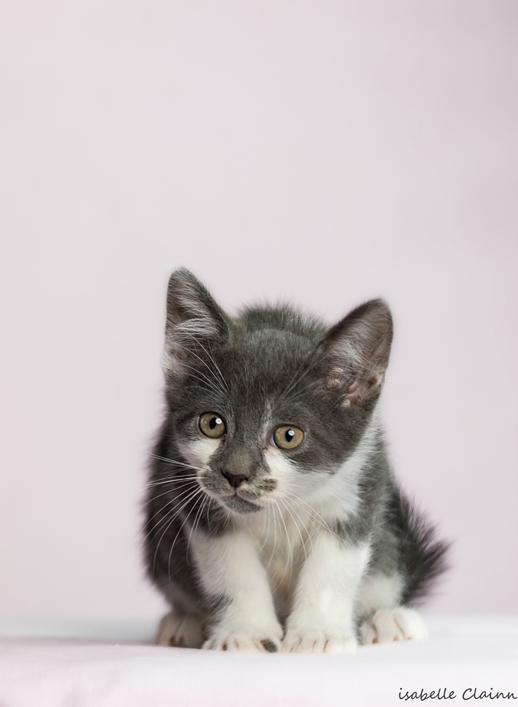 chatonB10fp.jpg