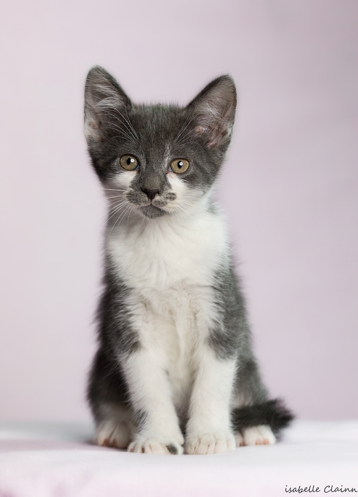 chatonB11fp.jpg