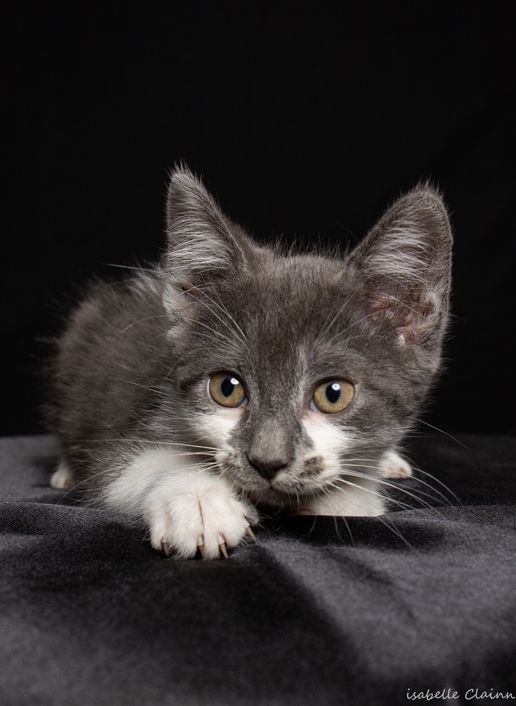 chaton grisblanc fp.jpg
