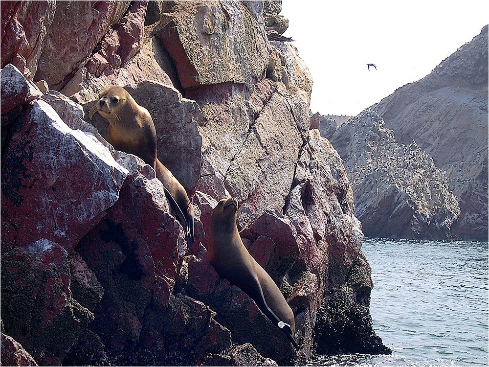 2128379550_73-otaries1000.jpg.81cad1b51550c214f24f7301b1ea9be6.jpg
