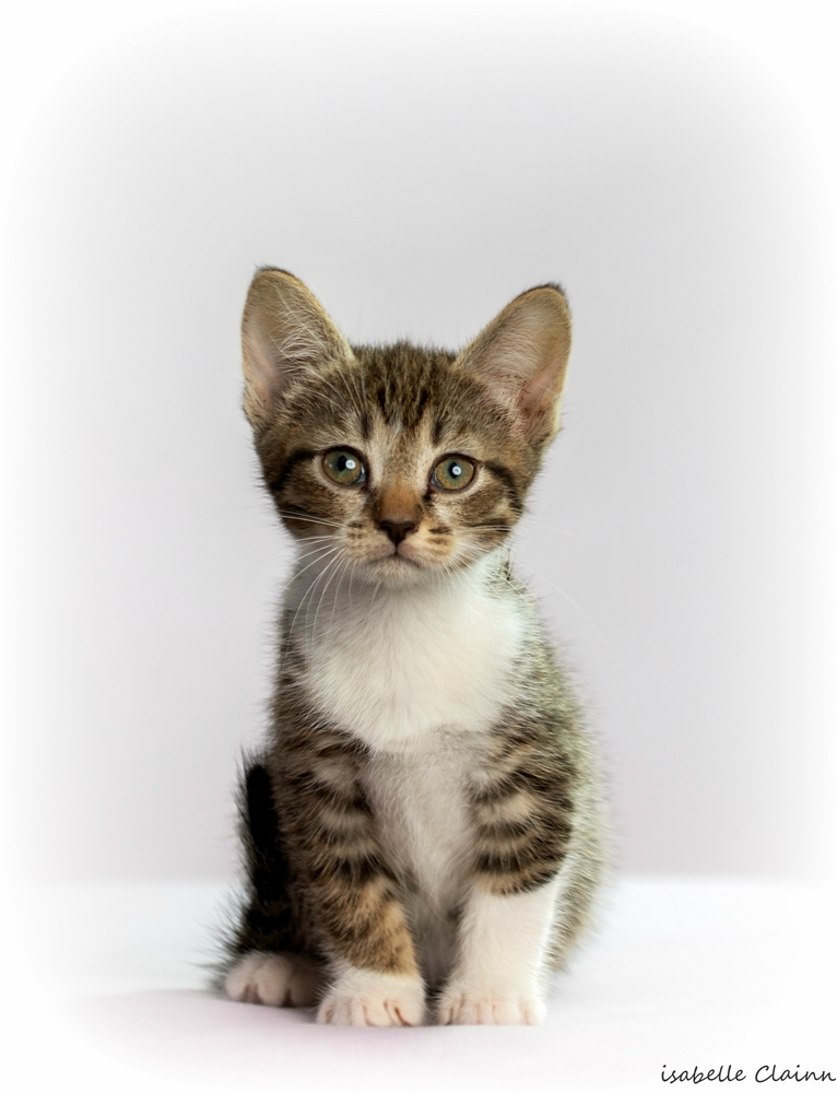 chaton B2fp.jpg