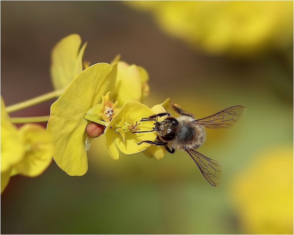 676918922__MG_0722-abeille1000b.jpg.f80ad9d6d7d53e9703fb1fcd4d7272fa.jpg