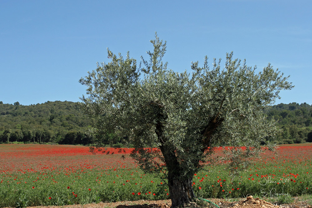 797625946_2019enprovencevalledelasse.jpg.b65c3a6f3e37e3287e7542011660a810.jpg